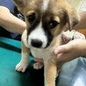 河原から幸せを探しに関東へ来たナギ君 サムネイル7