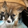 河原から幸せを探しに関東へ来たナギ君 サムネイル6