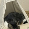 の写真