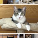 どきんちゃん＊遊ぶのが大好き＊手袋靴下ニャンコ