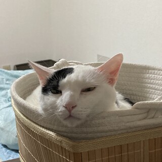 甘えん坊のふわふわブチっこ　お昼寝だいすき