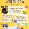 8/23譲渡会参加 白キジのポコ　4か月 サムネイル2