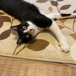 黒白ハチワレくん　やさしいネコちゃんです