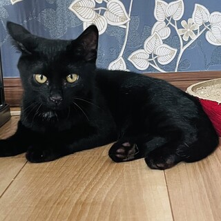  8/23譲渡会参加 黒猫のあお　4か月