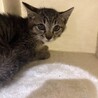 4兄妹で保護された らん君