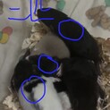 かわいいかわいいファンシーラットです