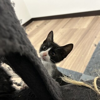 3ヶ月の子猫と1歳の女の子2匹