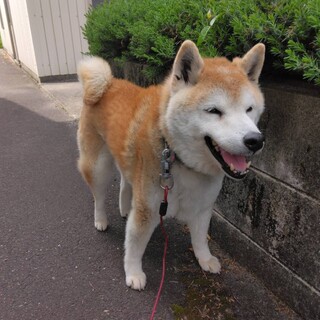 笑顔がかわいい！柴犬の海くん