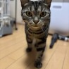 つらい思いをしてきた子、アメリ サムネイル2