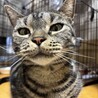 つらい思いをしてきた子、アメリ サムネイル3