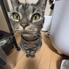 つらい思いをしてきた子、アメリ サムネイル4
