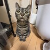 つらい思いをしてきた子、アメリ サムネイル5