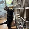 つらい思いをしてきた子、アメリ サムネイル6