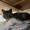 10歳超えのおばあちゃん終の住処を探しています サムネイル2
