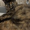 10歳超えのおばあちゃん終の住処を探しています サムネイル3