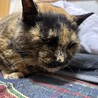 10歳超えのおばあちゃん終の住処を探しています サムネイル7