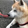ミポポン