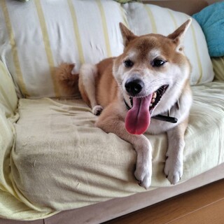 柴犬