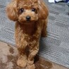 こなみがこ