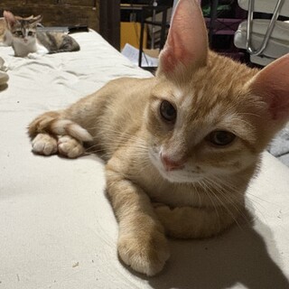 3ヶ月茶トラ男の子