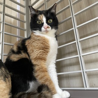 保護してから5年間も家族のご縁見つかりません