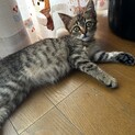 里親さん急募