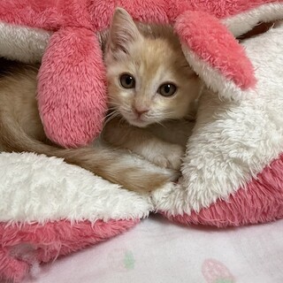 天真爛漫、愛されハチャメチャ王子のペコくん
