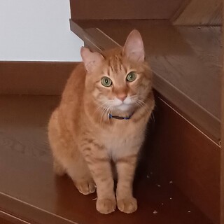 むぎ：他の猫からのイジメが続いて居場所がない猫