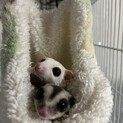 フクロモモンガの去勢済みオスとメスです。