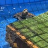 うらま
