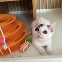 わんぱくで甘えん坊のはんぺーた君
