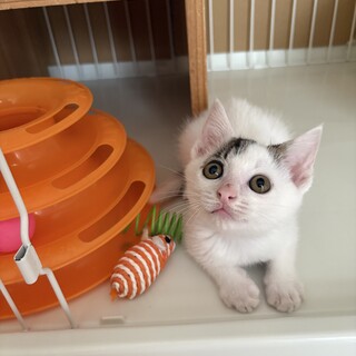 わんぱくで甘えん坊のはんぺーた君