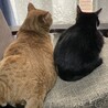 とりちぃ