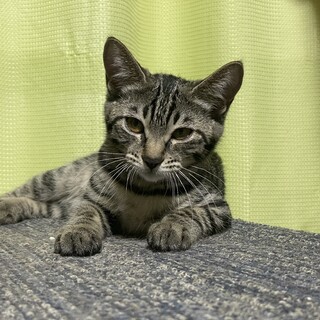 元気なキジ猫の女の子です