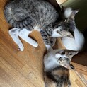 子猫　里親募集！