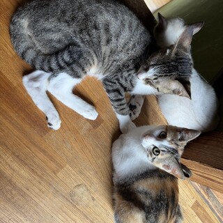 子猫　里親募集！