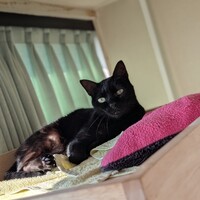 ナンプティ