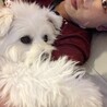 オチオチオチ