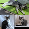可愛い❤️3か月の子猫 元気いっぱいの男の子