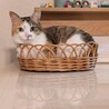 ウメコロ
