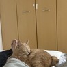 なおとと