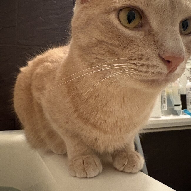 なおととのカバー写真