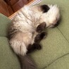 みーちゃん2417