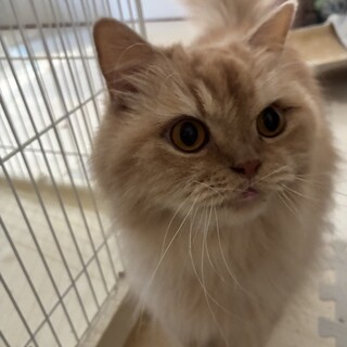 猫(スコティッシュフォールド)里親募集