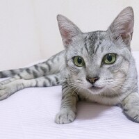 きら