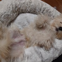 まるすけ