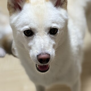柴犬✖️北海道犬MIX