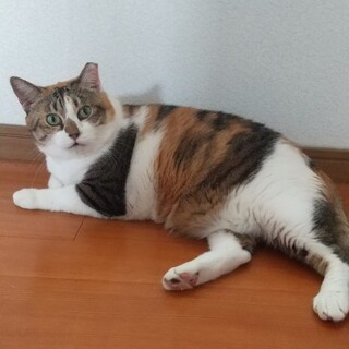 人懐っこい三毛猫ちゃん♪