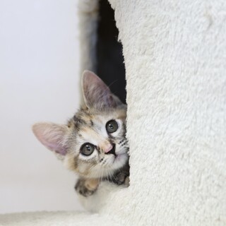 少し怖がかり元気いっぱい麦わら子猫