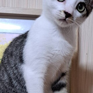 元気いっぱいのほたてくん